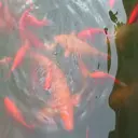 风情无雨