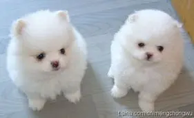 紫语幻梦的主播照片