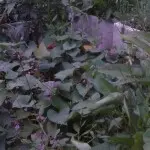 孟加拉