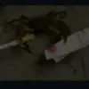 喷摩斯的稻草人$