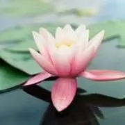 花有情水无情