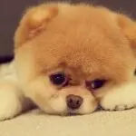 《雪豹》
