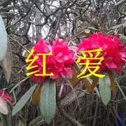 ╰紅♥愛☞行者