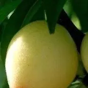弥漫着的