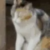 o丶吃猫丨De灬鱼O