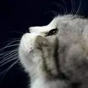 ╰福喜﹏宏ゝ㊍