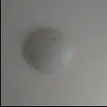 翱翔中的公鹰