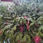 m竹林醉清风