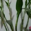 豪哥＆＆