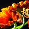 相思成灾@