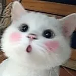 买菜的-