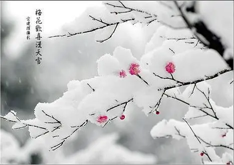 尼尔机械纪元的主播照片
