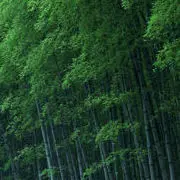 ☂•大漠♧旗手•☂