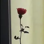 粮开水