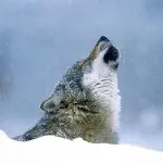 -娜是谁-