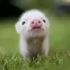 简简单单hy5