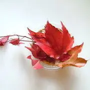 春暖.花开
