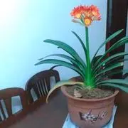 @沫沫茶@