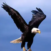 -宝大叔-