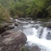 疯狗一条