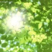 遮不住的阳光