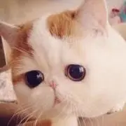☆♏♥╭♚夜猫子