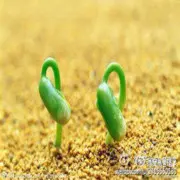 ★江南雨哥★