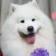 萨摩缘