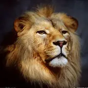 🦁逍遥狮子座🦁