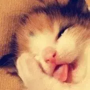 我家小七来了