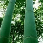 大埔东