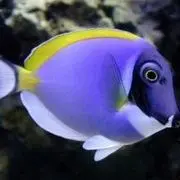 寻水@鱼