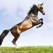 扬鞭骑神马马