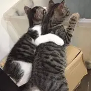 陈少杰()