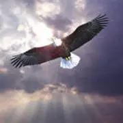 ︶﹌⋛⊱鹰⊰⋚﹌︶