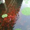 孤狼f6