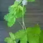 雪中风竹