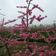 微信_4709101
