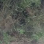 树上树