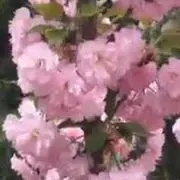 龍哥✨