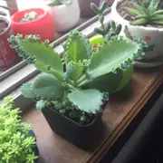 7饭～