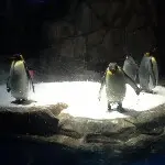 淘气爱笑的🐧小乖乖