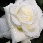 烟云炼心