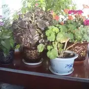 微信_8431927