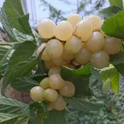 ╮♪三贝尔の