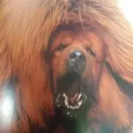 。。二少。。