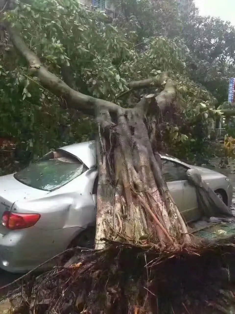 你把绝情给了动情地我的主播照片