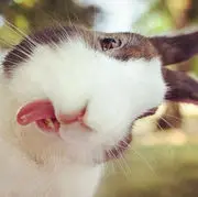 ✿眼镜蛇✿