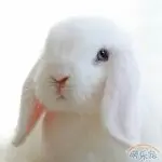 Gy丶小神仙