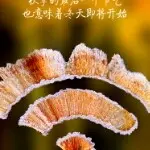 红挑A